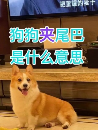 狗狗夹尾巴是生病了吗，（狗狗夹尾巴是什么意思啊）