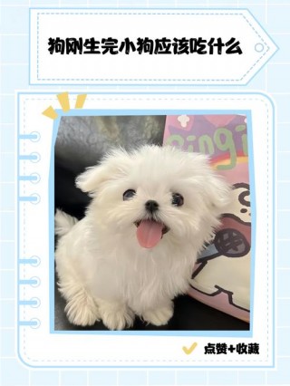 刚生完的狗狗吃什么？刚生完的狗狗吃什么补充营养（最新）