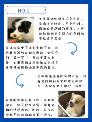 狗狗乱捡东西吃怎么办，（狗狗乱捡垃圾吃怎么办）