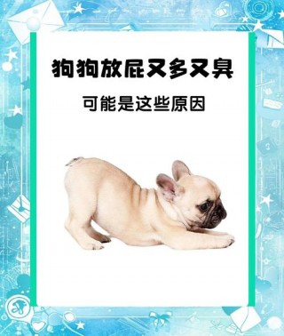 狗狗放屁正常吗？狗狗放屁正常吗视频（最新）