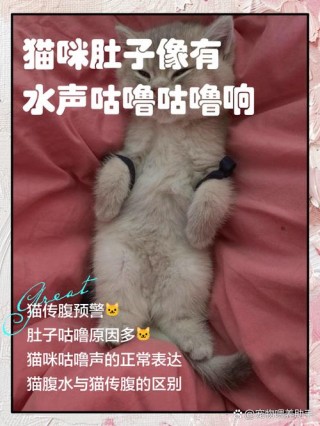 猫咪肚子咕咕叫？泰迪肚子咕噜咕噜叫怎么回事（最新）