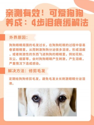 狗狗泪痕重是什么原因，（金毛泪痕严重怎么回事）