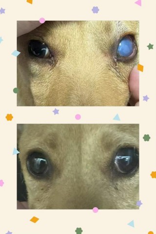 狗狗肝功能受损的表现，狗狗肝功能受损怎么办？