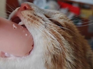 猫猫能吃火腿肠吗，猫猫能吃火腿肠吗为什么？