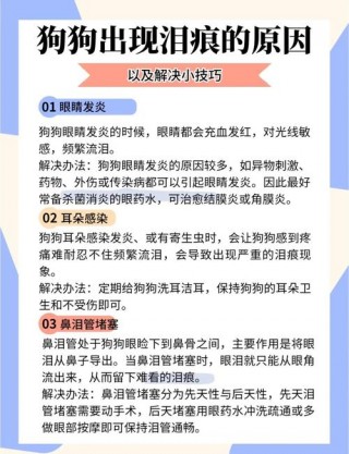 为什么狗狗有泪痕？什么原因导致狗狗有泪痕（最新）