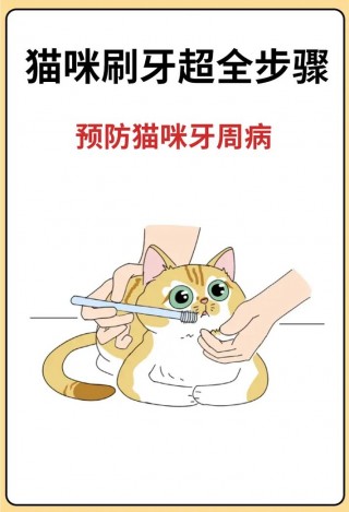 猫咪不刷牙可以吗，（猫不刷牙会不会中毒呀）