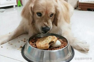 狗狗护食该不该打，（狗狗护食该不该打狂犬疫苗）