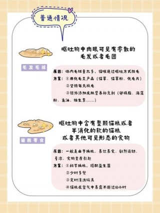 猫咪呕吐了怎么办，（猫咪呕吐怎么办最有效的方法）