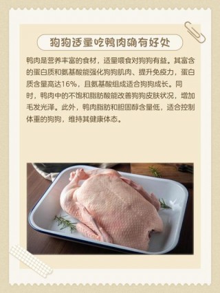 狗狗能吃鹅肉吗？狗狗能吃鹅肉吗为什么（最新）