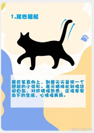 猫咪竖尾巴是什么意思，猫猫竖尾巴？