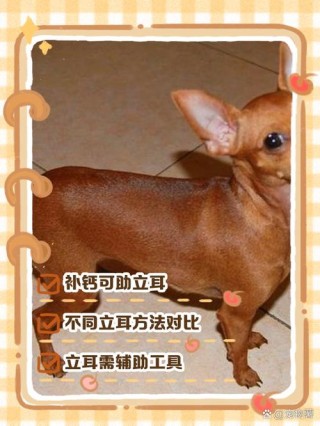 怎么给狗狗立耳？怎么给狗狗立耳最安全（最新）