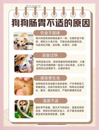 狗狗肠胃不好怎么办，（狗狗上吐下泻怎么办最简单方法）