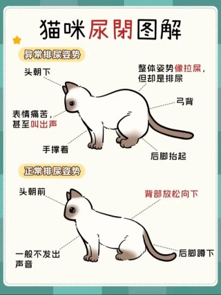 猫咪睡觉不闭眼，（猫咪睡觉不闭眼睛正常吗）