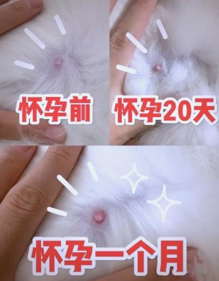 猫咪怀孕多久有奶水，猫咪怀孕多久有奶水正常？