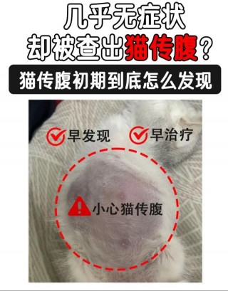 猫咪传染性腹膜炎症状，猫咪传染性腹膜炎症状有哪些？
