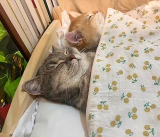 猫咪睡觉需要盖被子吗，猫咪睡觉要给它盖被子吗？