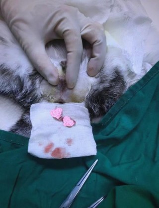 猫咪绝育会记恨主人吗，给猫猫绝育会恨我吗？