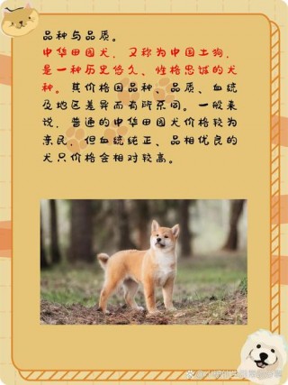 养只狗狗一个月多少钱，养一个狗狗一个月需要多少钱？