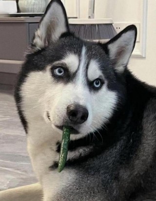 狗狗可以吃辣的吗？狗狗可以吃辣嘛（最新）