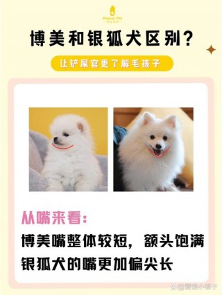 狗狗哭是什么样子，狗狗哭是什么样子的图片？