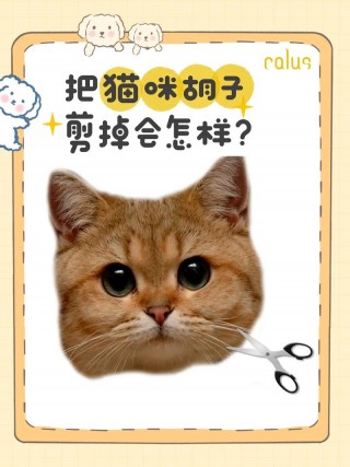猫咪胡子被剪了会怎样，（猫咪胡子剪掉了）