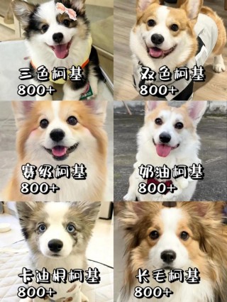 柯基狗狗多少钱一只，（柯基狗狗多少钱一只市场价）