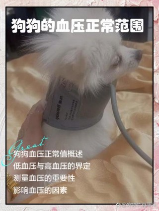 狗狗可以喝苹果醋吗？狗狗可以喝苹果醋吗?（最新）
