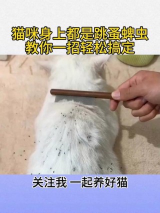 猫咪身上有蜱虫怎么办，（猫咪身上有蜱虫是什么样的）