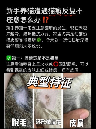 幼猫猫癣怎么治好得快，长过一次猫藓就会终身得猫藓？
