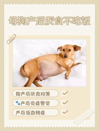 为什么狗狗不吃东西，（狗狗为啥不吃东西了）