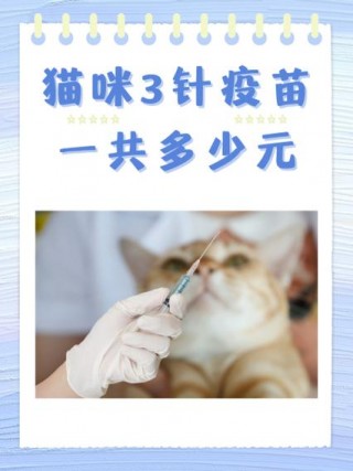 猫咪打预防针多少钱，（猫咪打预防针多少钱一针）