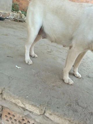 狗狗怀孕五十天症状，狗狗怀孕五十天的症状？