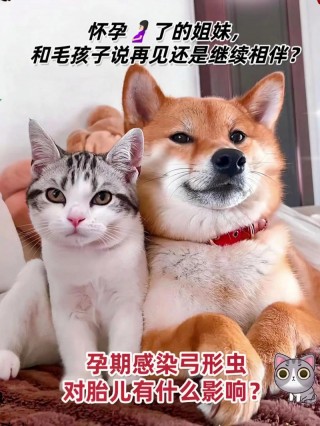 猫咪有弓形虫的表现，（猫猫有弓形虫症状）