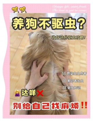 泰迪狗狗多久驱虫一次，泰迪犬多久驱虫？