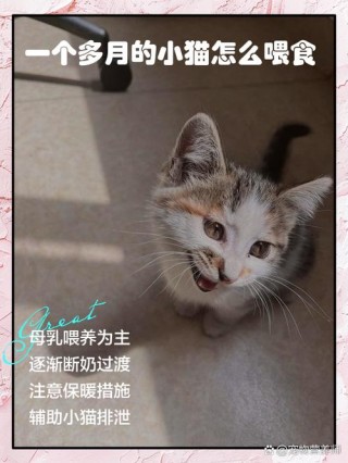 一个月的猫咪怎么喂养？1至2月幼猫喂养方法（最新）