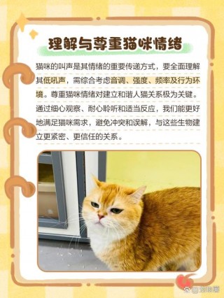 猫咪生气的声音，（猫咪发怒的声音mp3）