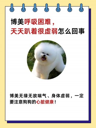 狗狗变懒了是怎么回事，（狗狗变得懒散是生病了吗）