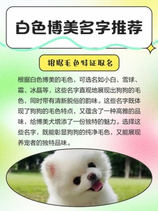 白色的狗狗取什么名字，白色的狗狗取什么名字高雅？