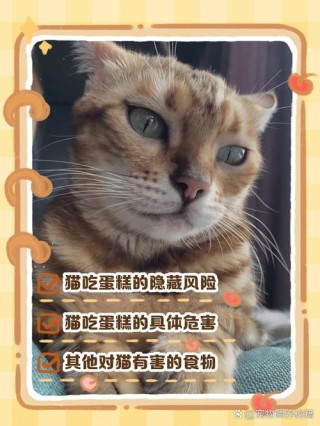 猫猫能吃蛋糕吗，猫猫能吃蛋糕吗会死吗？