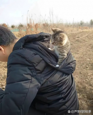 猫咪需要打哪些疫苗，（猫咪需要打哪些疫苗大概要多少钱）