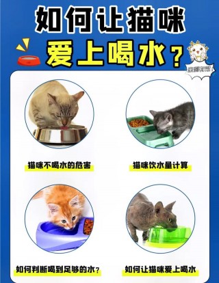猫猫不喝水怎么办？猫不喝水怎么回事（最新）