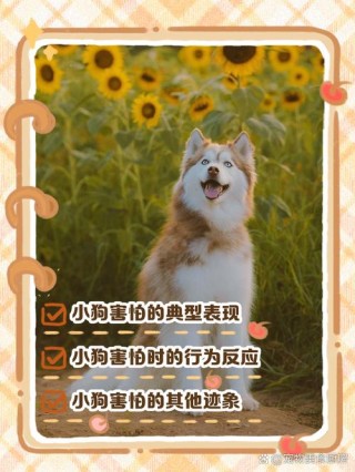 狗狗害怕的表现？狗狗害怕的时候会怎么样（最新）