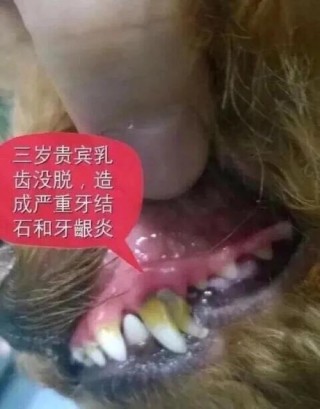 狗狗会换牙齿吗？狗狗会换牙齿吗?牙齿去哪里了（最新）