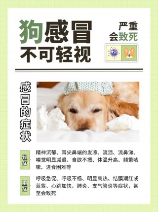 狗狗感冒流鼻涕怎么办？狗狗感冒流鼻涕怎么办最简单方法（最新）