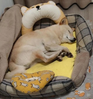 狗狗半夜打嗝怎么回事，狗狗夜里打嗝？