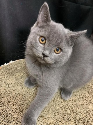 猫咪长猫藓怎么办，（猫咪长猫藓有什么症状）