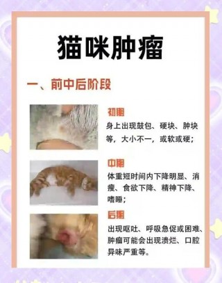 猫咪肿瘤的手术大概多少钱，猫咪肿瘤能治吗？