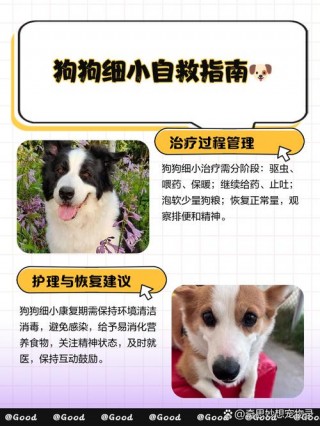 怎么防止狗狗得细小？怎么预防狗狗得细小病毒（最新）