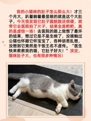 猫咪肚子鼓鼓的，（猫咪肚子鼓鼓的硬硬的怎么办）