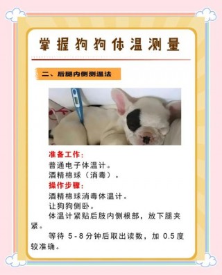 给狗狗量体温怎么量，（给狗狗量体温怎么量最准确）